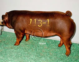 York Gilts